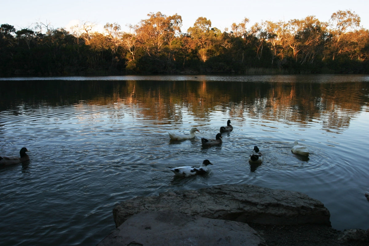 NDIS Support Services in Blackburn - Beyond