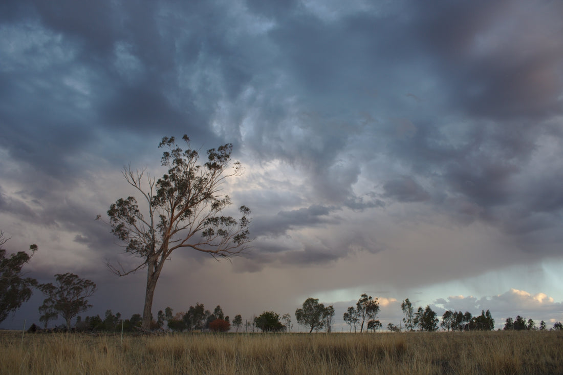 trees under grey sky