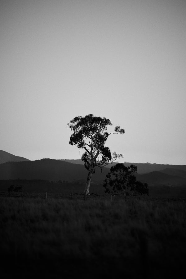 Golden Grove