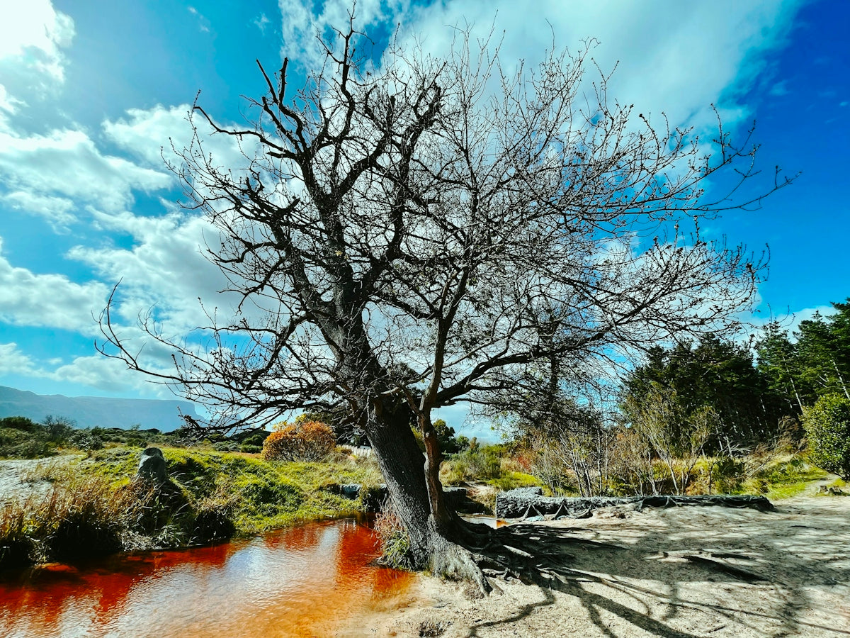 brown leafless tree near river during daytime