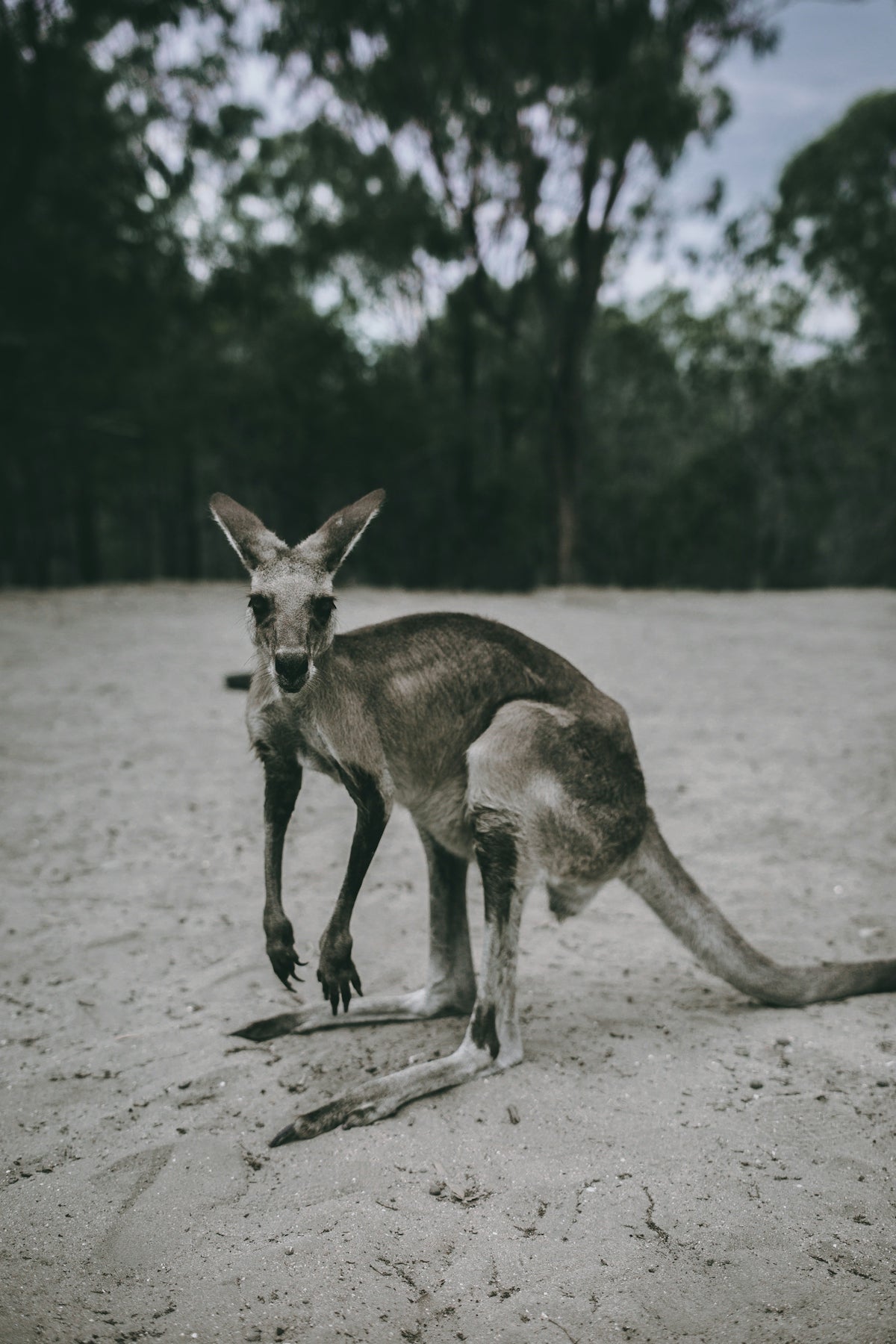 a kangaroo standing on top of a sandy ground