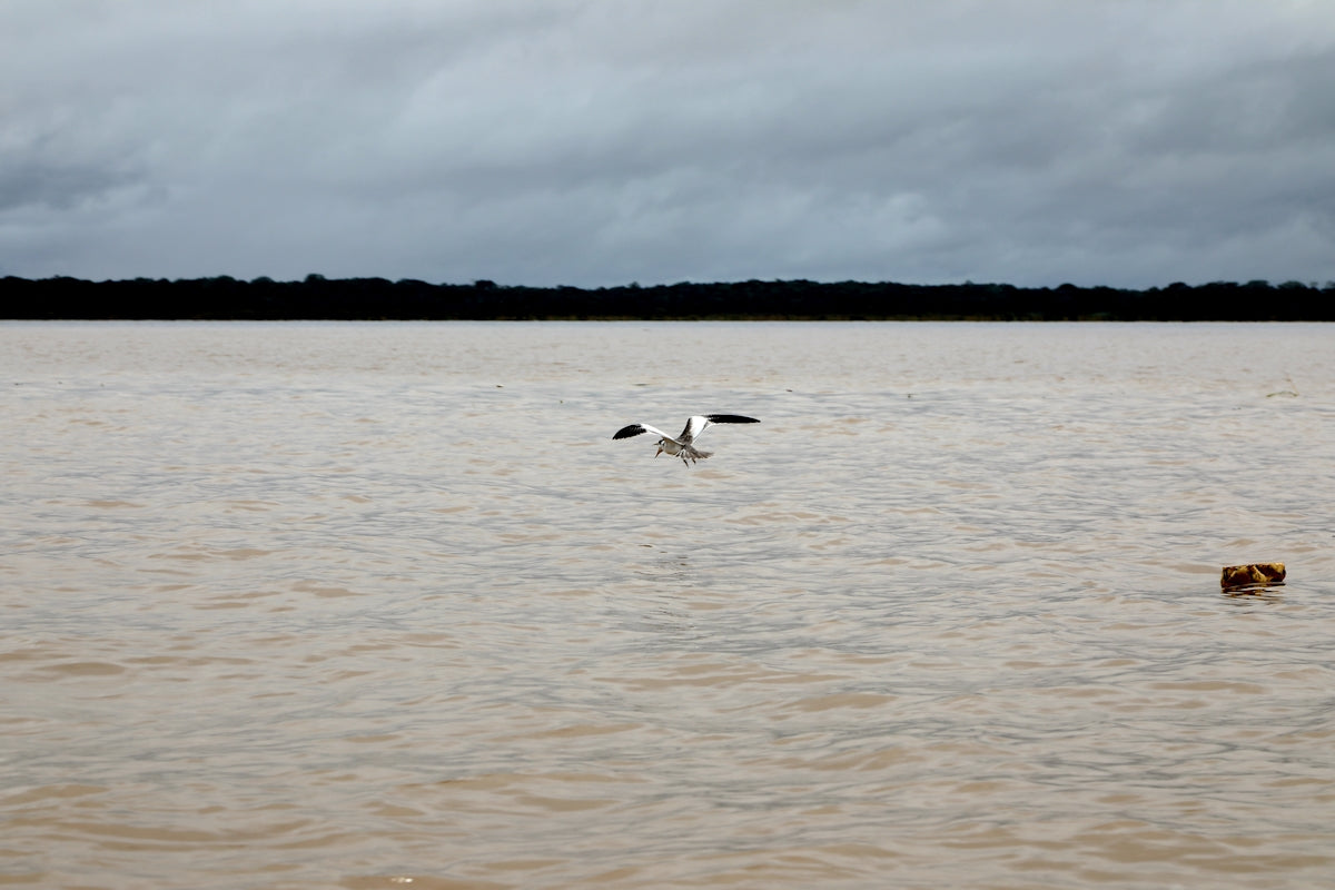 a bird flying over a body of water