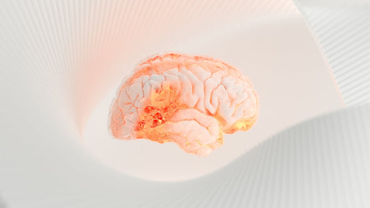 a close up of a human brain on a white surface