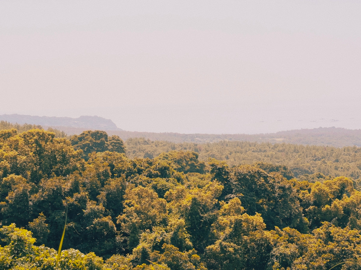 a herd of sheep grazing on top of a lush green forest