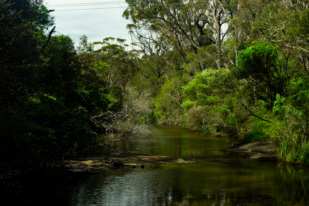 a river running through a lush green forest