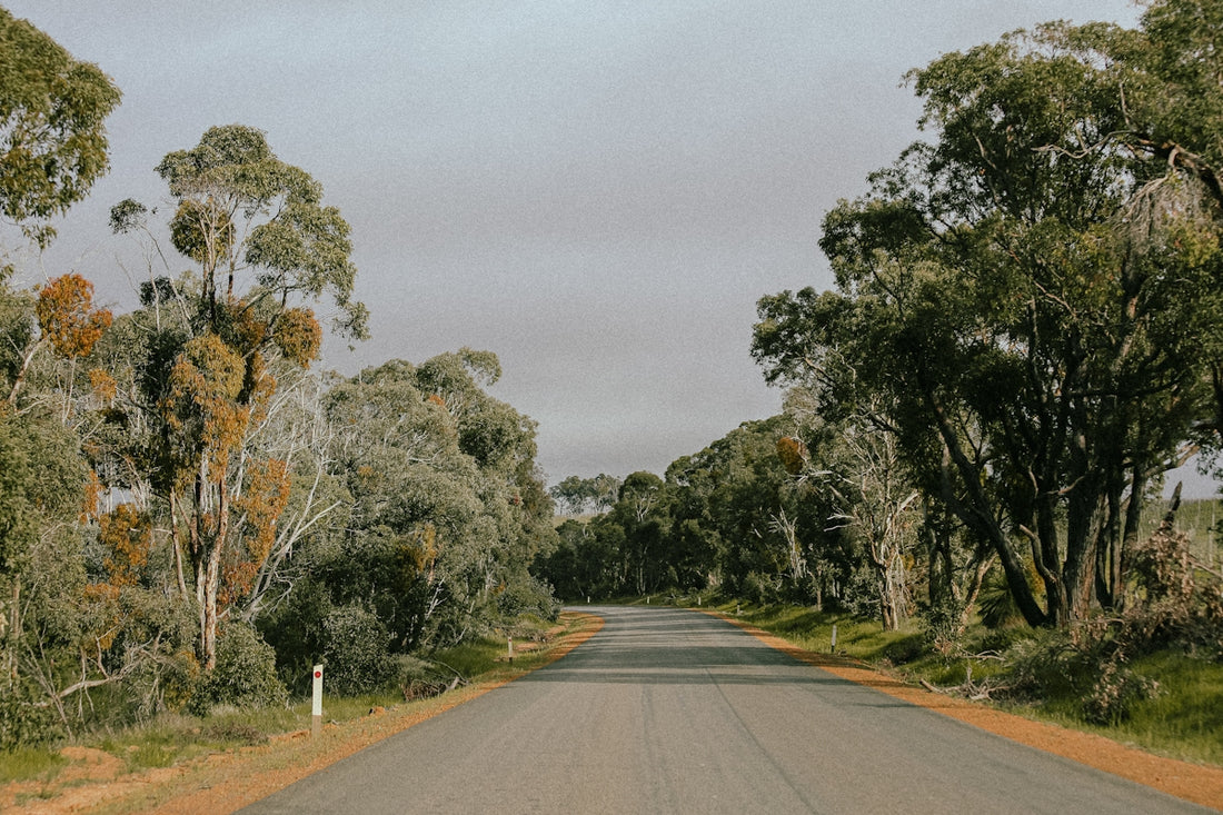 An empty road surrounded by trees on a cloudy day