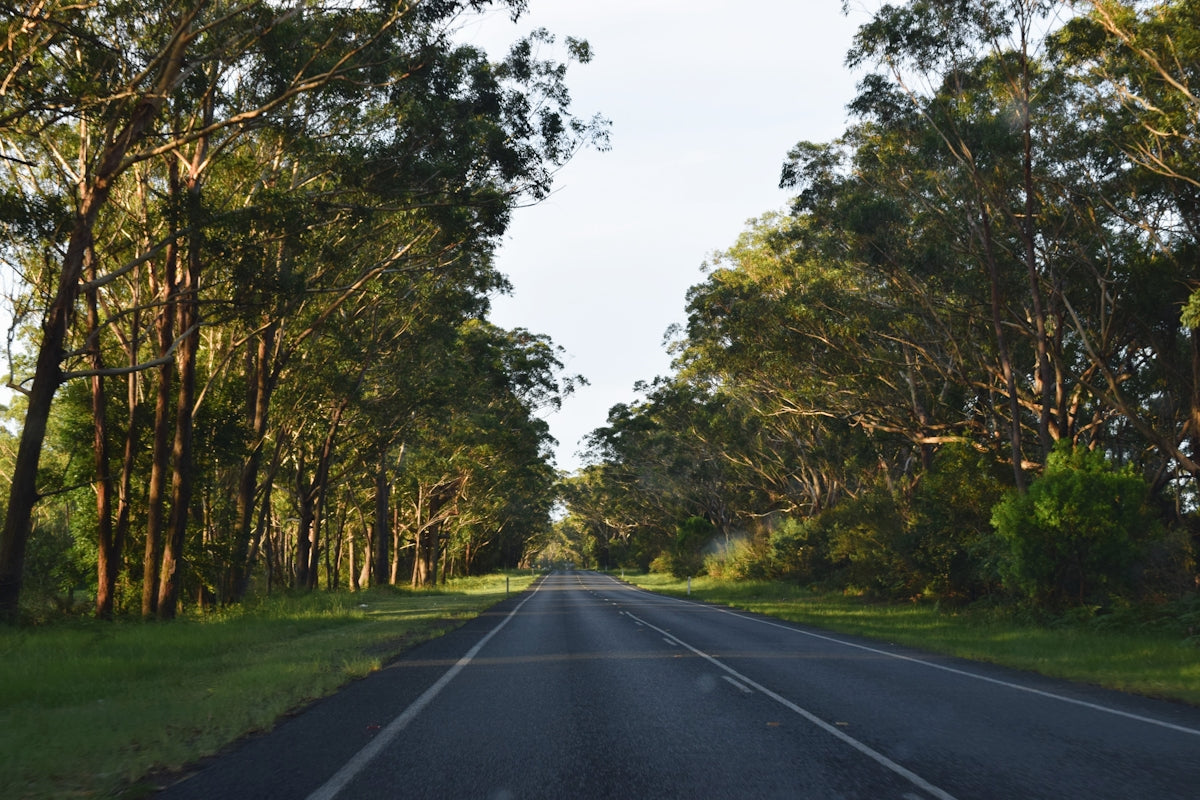 An empty road surrounded by trees and grass