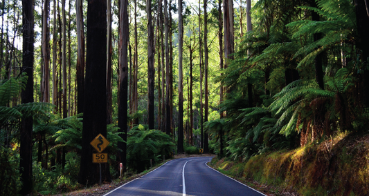 NDIS Support Services in Upwey - Beyond