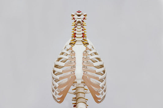 beige and white skeleton