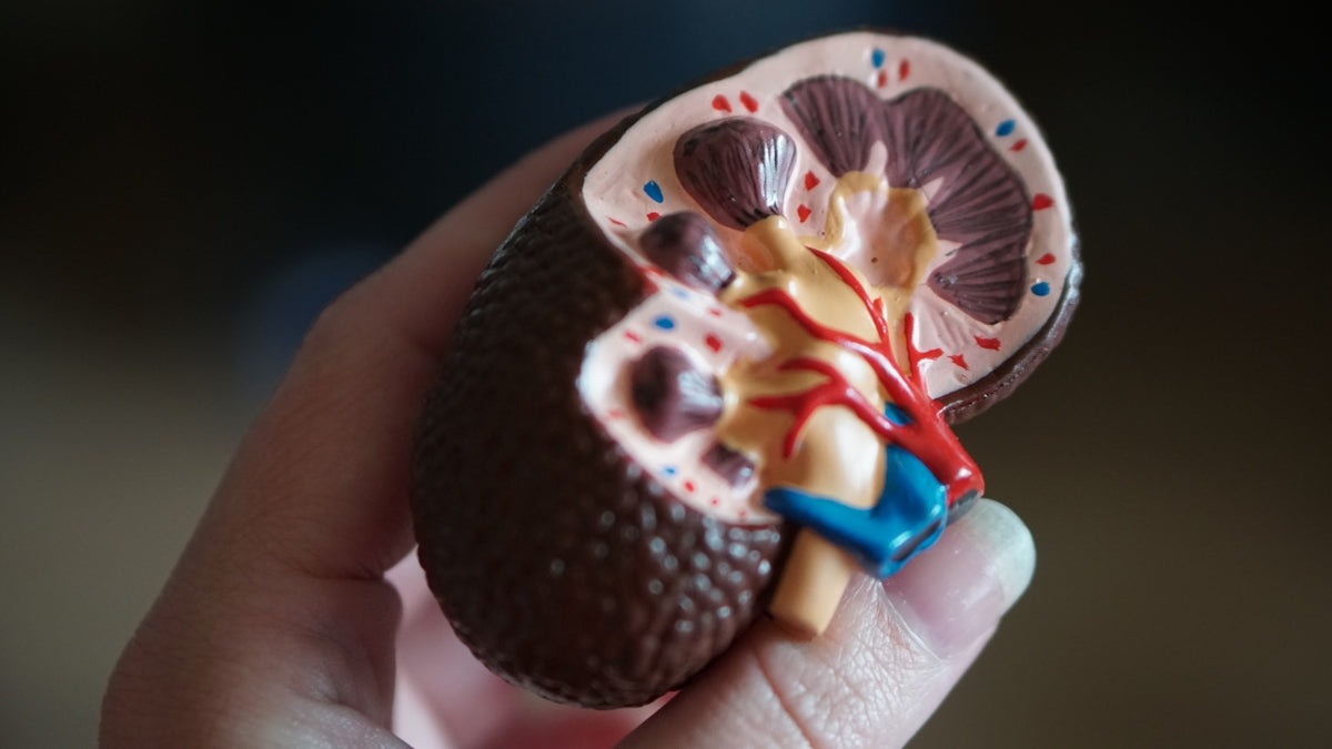 Polycystic Kidney Disease and the NDIS - Beyond