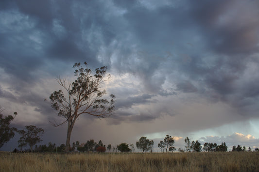 trees under grey sky