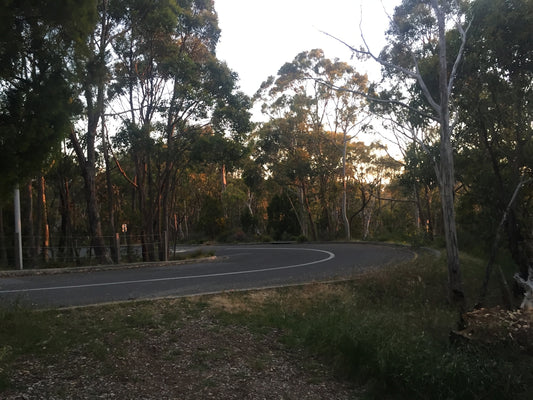 green trees with curved road