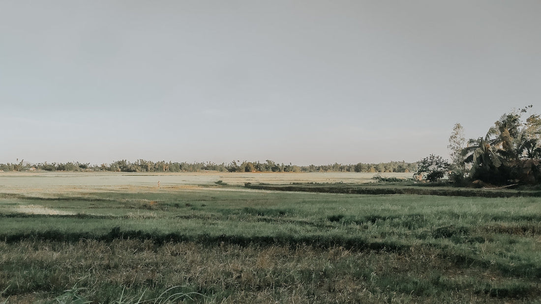 green grass field under white sky during daytime