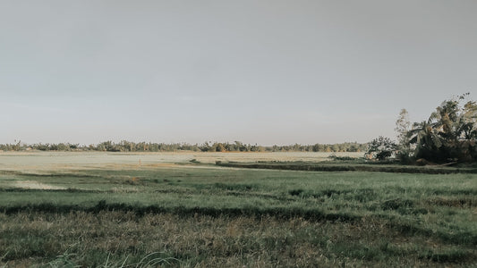 green grass field under white sky during daytime