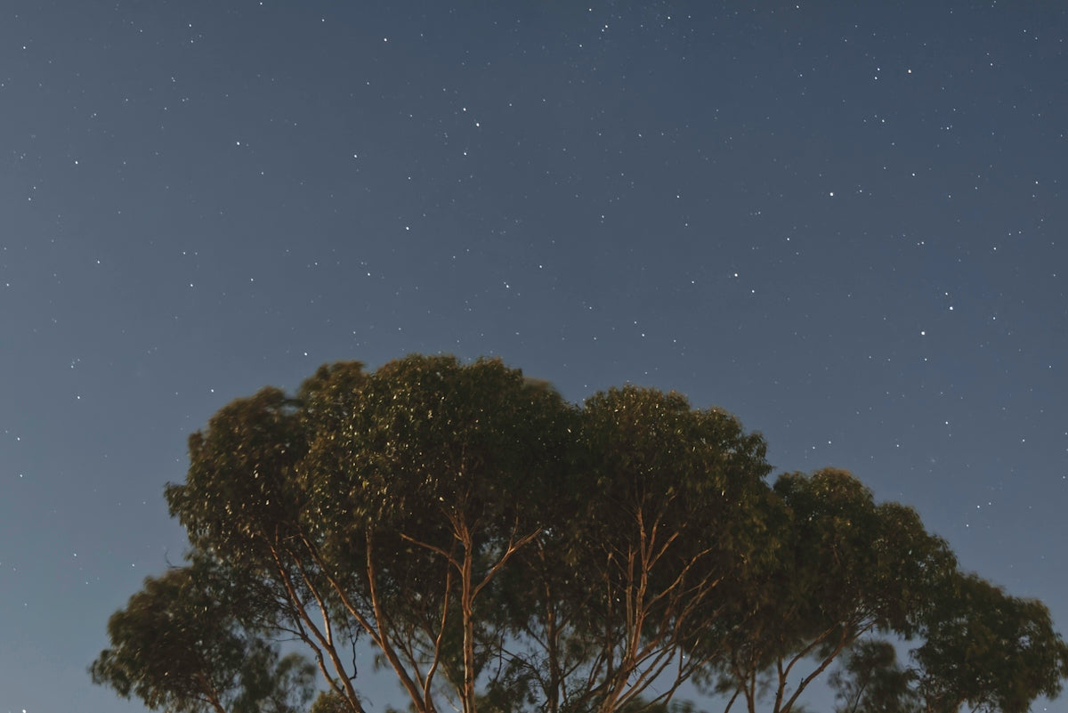 green trees under blue sky during night time