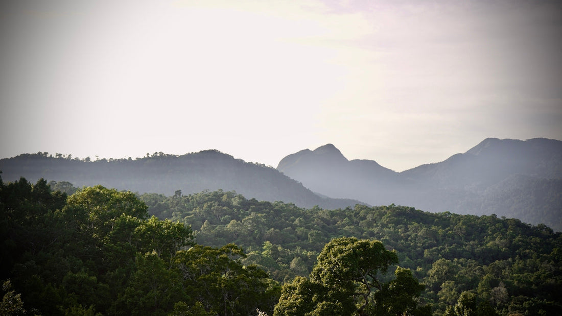 green trees on mountain during daytime