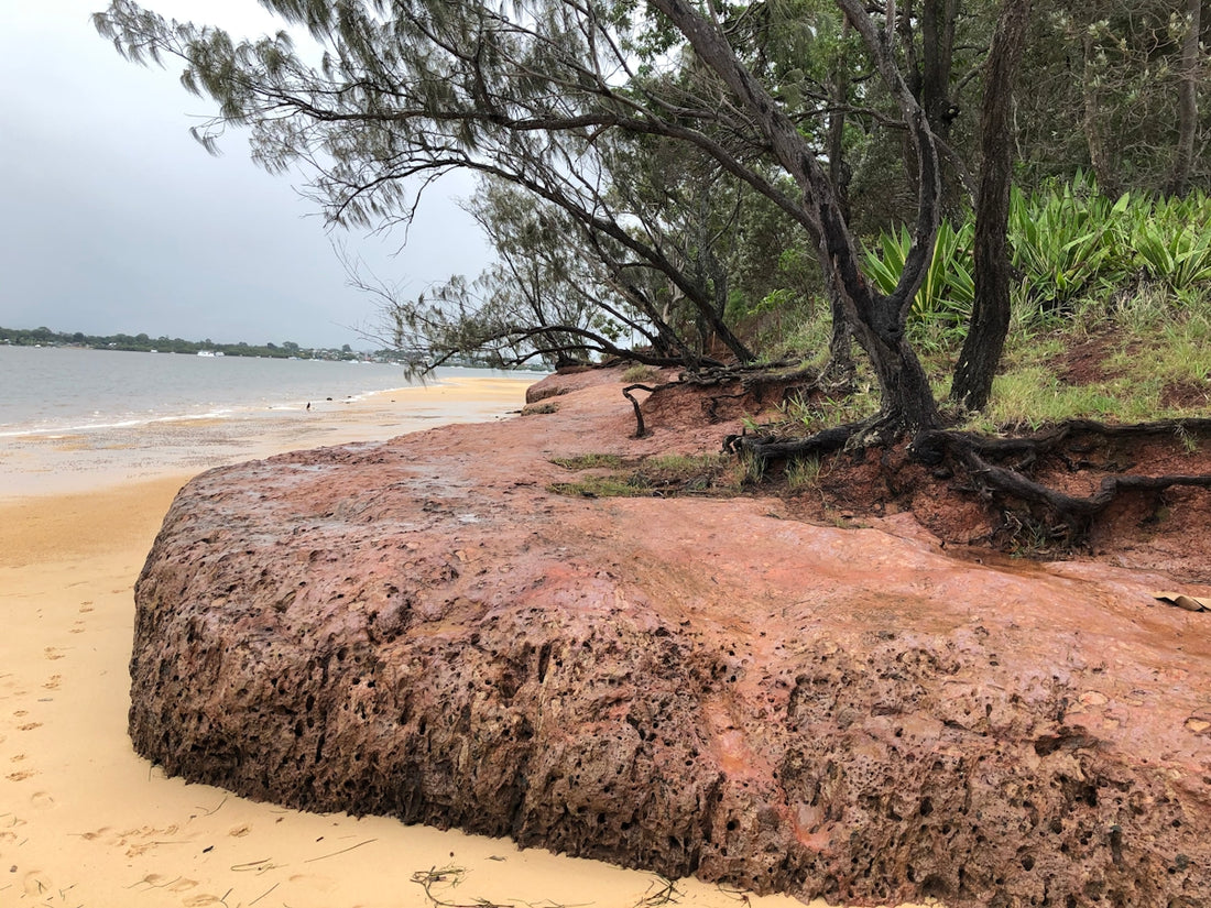 brown tree trunk on brown sand near body of water during daytime