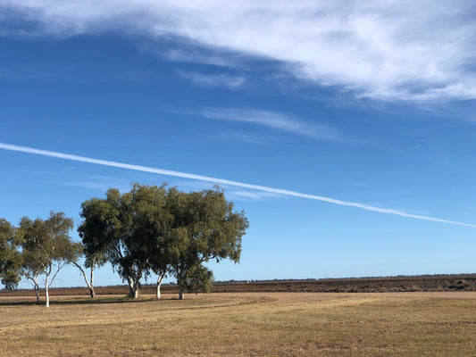 green tree on brown field under blue sky during daytime