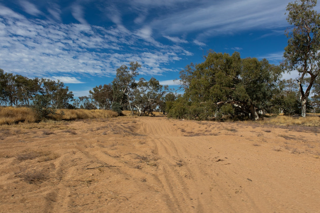 green trees on brown sand under blue sky during daytime