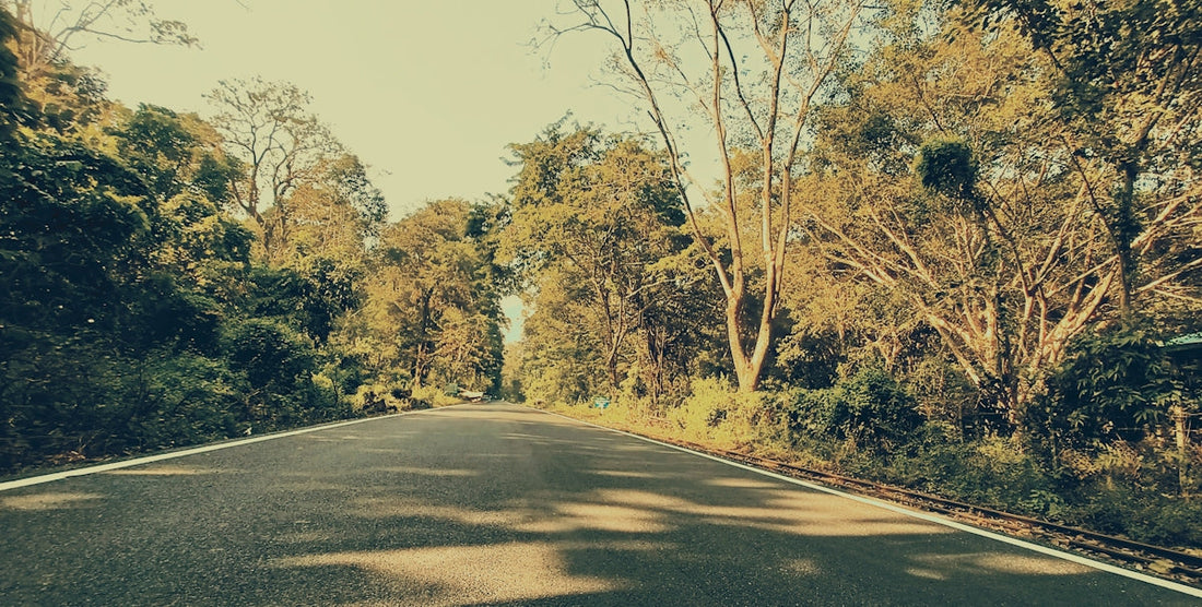 a view of a road with trees and bushes