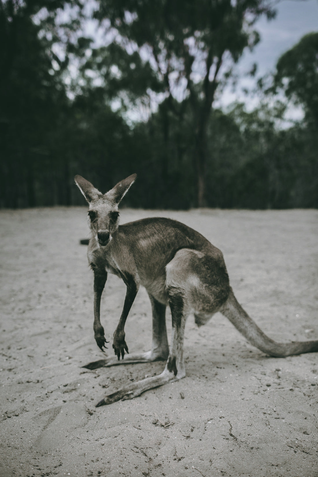 a kangaroo standing on top of a sandy ground