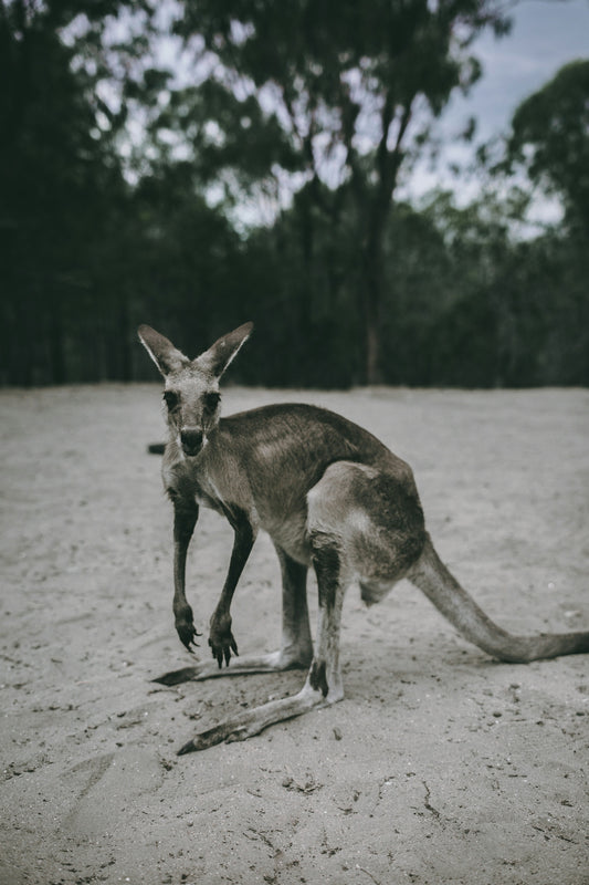 a kangaroo standing on top of a sandy ground