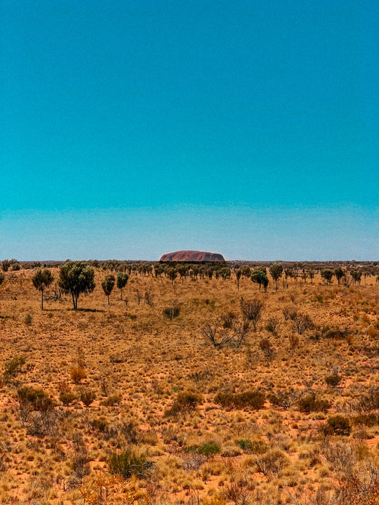 a herd of animals grazing on a dry grass field