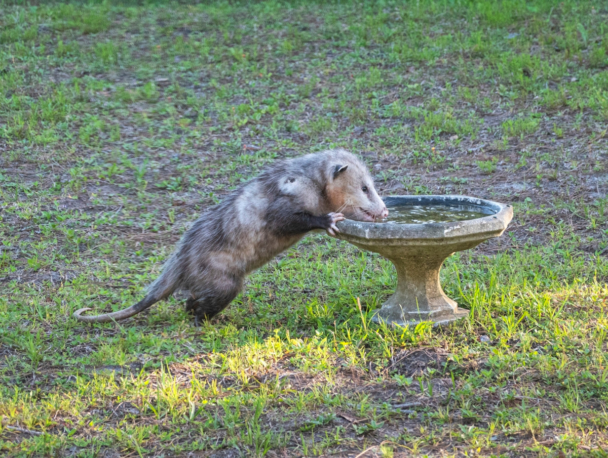 a small animal eating from a bowl