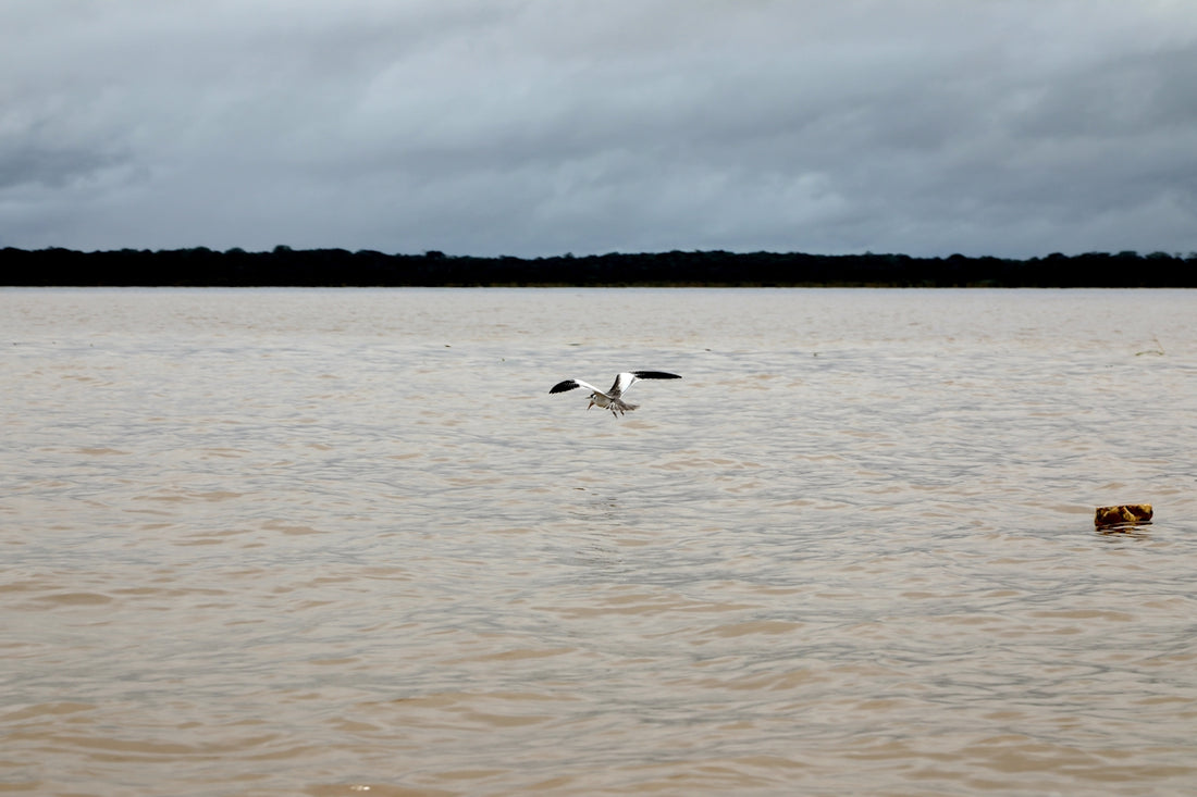 a bird flying over a body of water