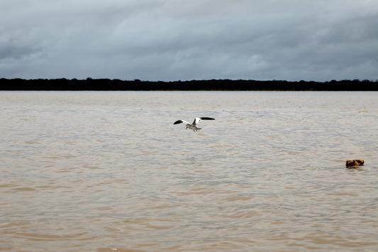 a bird flying over a body of water