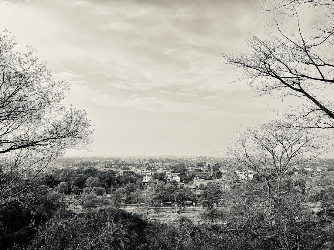 a black and white photo of trees and a city
