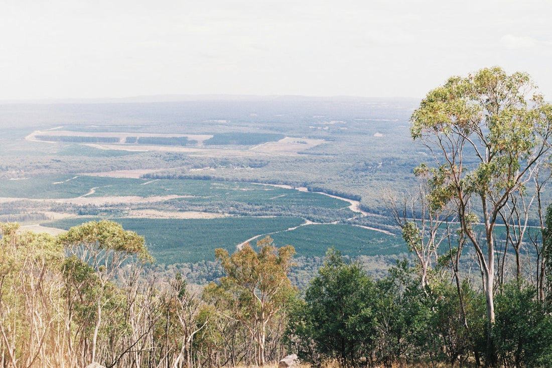 a couple of sheep standing on top of a lush green hillside