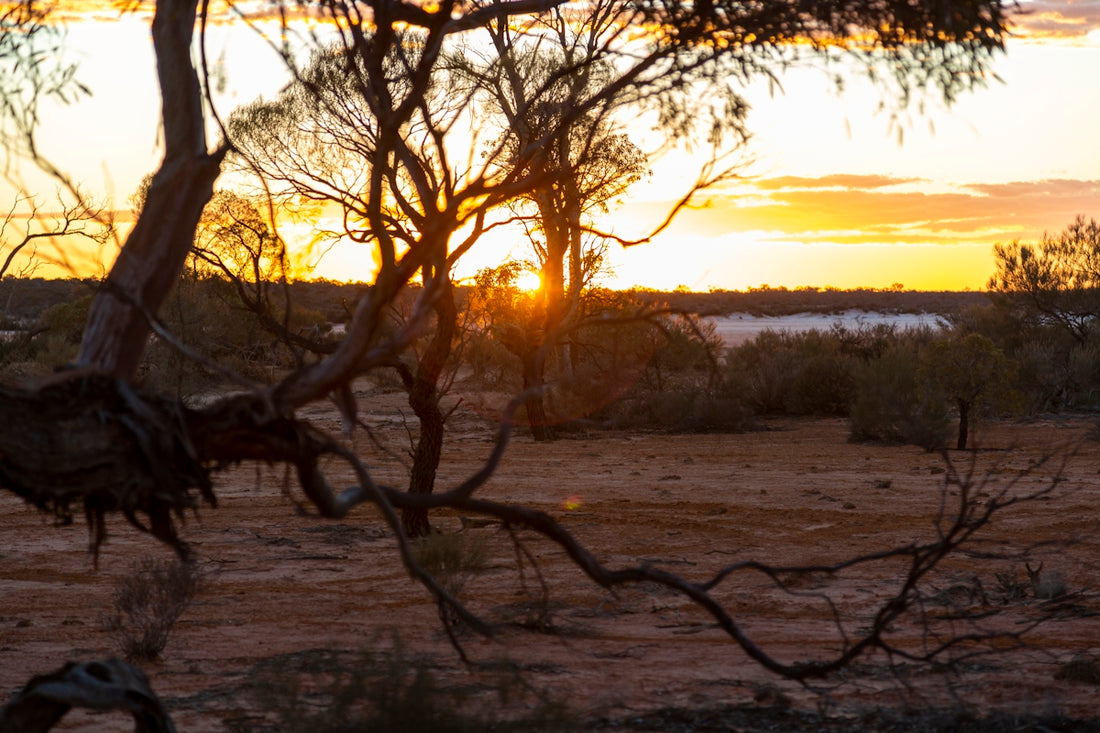 the sun is setting behind a tree in the desert