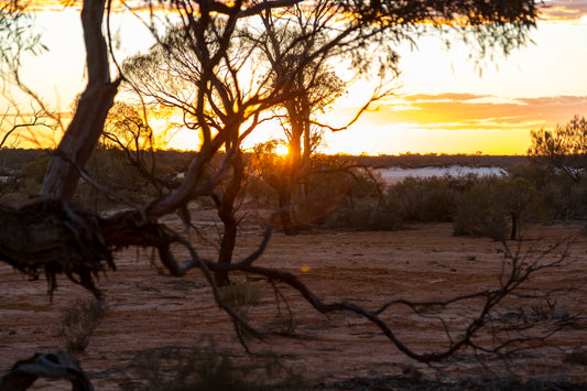the sun is setting behind a tree in the desert