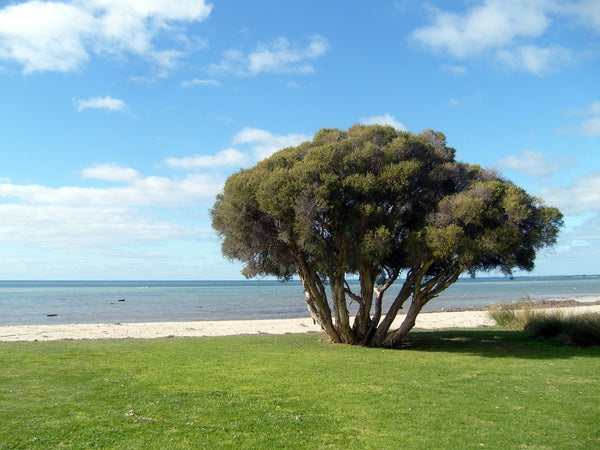 Canning Vale