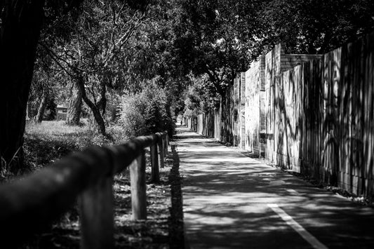 a black and white photo of a tree lined street