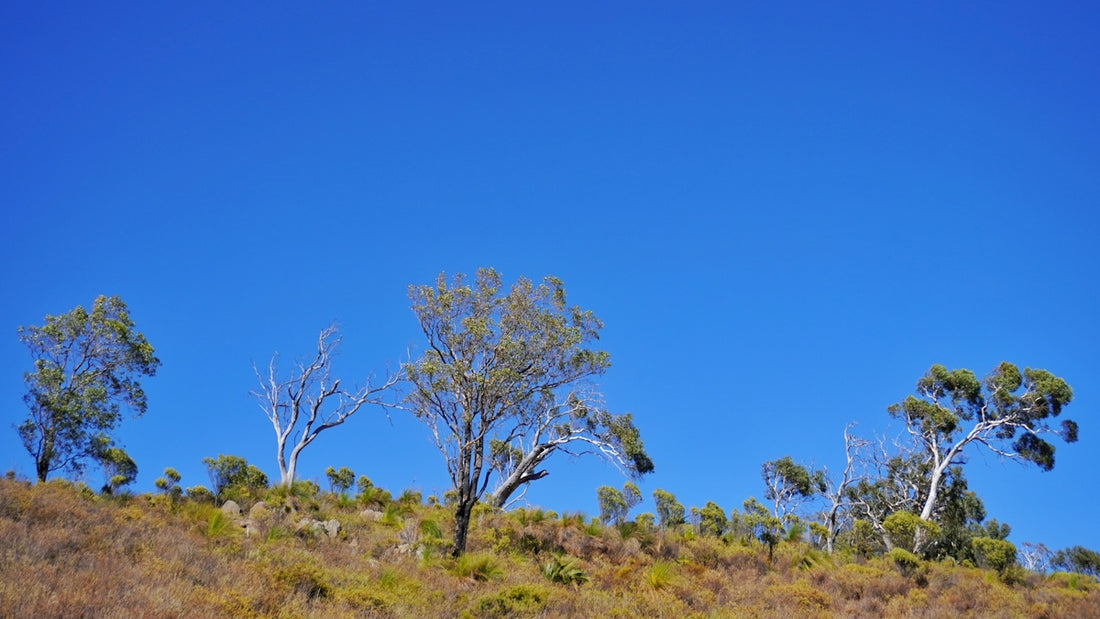 a grassy hill with trees on top of it