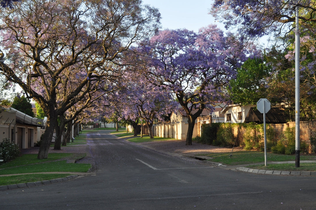 a street lined with trees with purple flowers