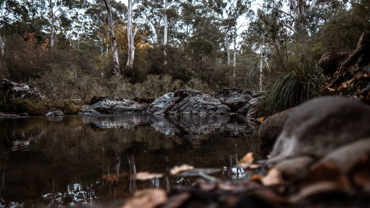 a body of water surrounded by trees and rocks