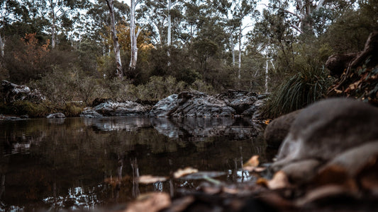 a body of water surrounded by trees and rocks