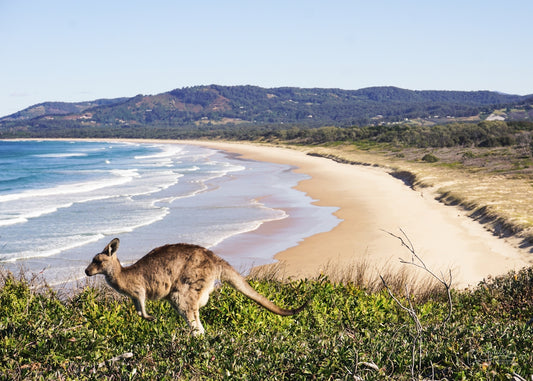a kangaroo standing on top of a lush green hillside next to the ocean