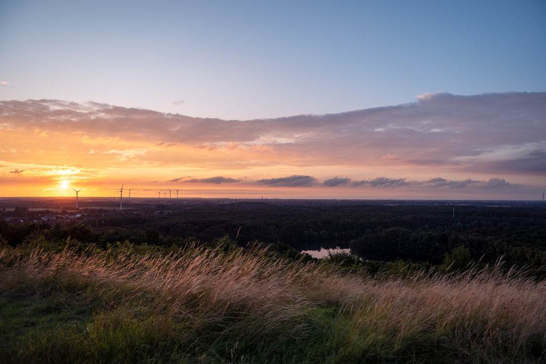 The sun is setting over a field of tall grass