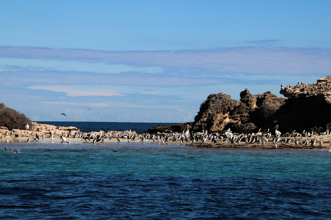 A group of birds standing on a beach next to a body of water