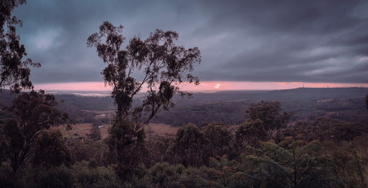 A view from a hill with trees in the foreground