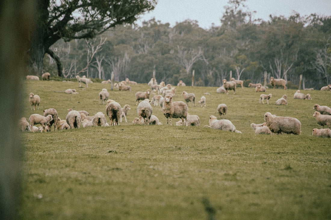 A herd of sheep grazing on a lush green field