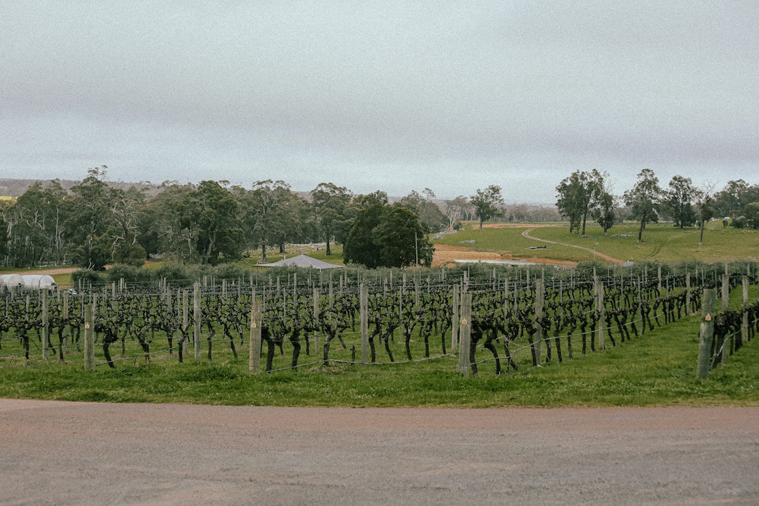 A large field of vines with a road in the foreground