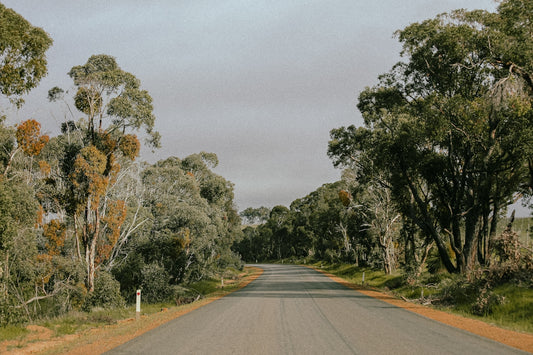An empty road surrounded by trees on a cloudy day