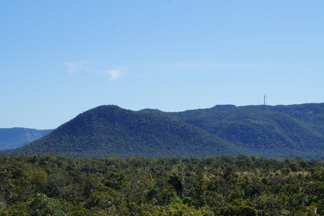 Mountains covered in trees under a clear blue sky.