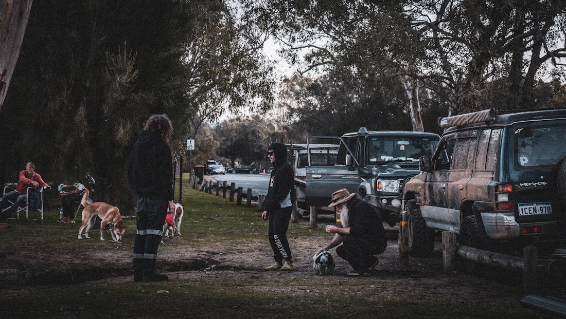 People are gathered with their cars and dogs.