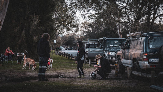 People are gathered with their cars and dogs.